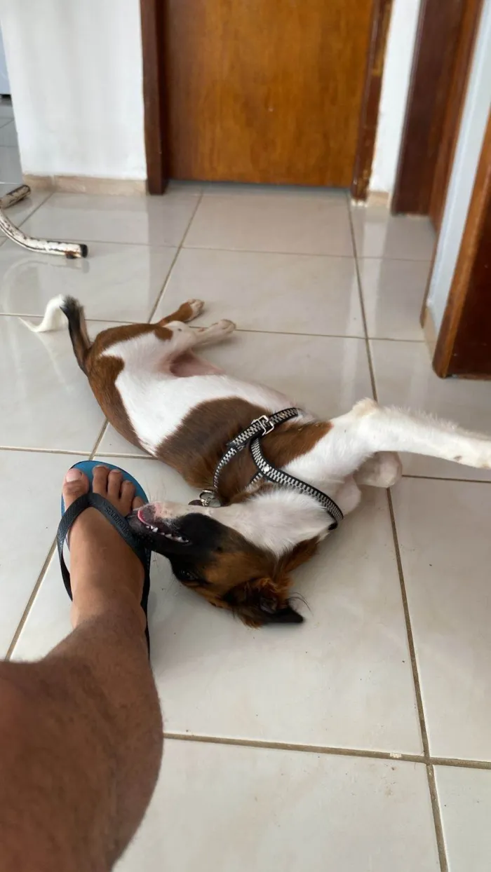 Cachorro ra a SRD-ViraLata idade 2 a 6 meses nome Aurora 