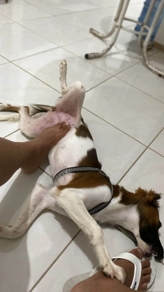Cachorro ra a SRD-ViraLata idade 2 a 6 meses nome Aurora 