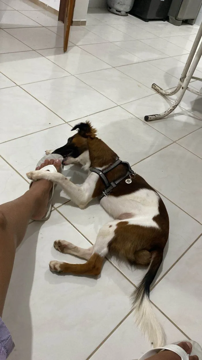Cachorro ra a SRD-ViraLata idade 2 a 6 meses nome Aurora 