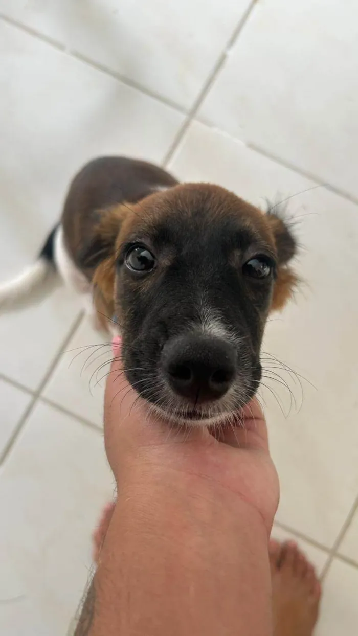 Cachorro ra a SRD-ViraLata idade 2 a 6 meses nome Aurora 