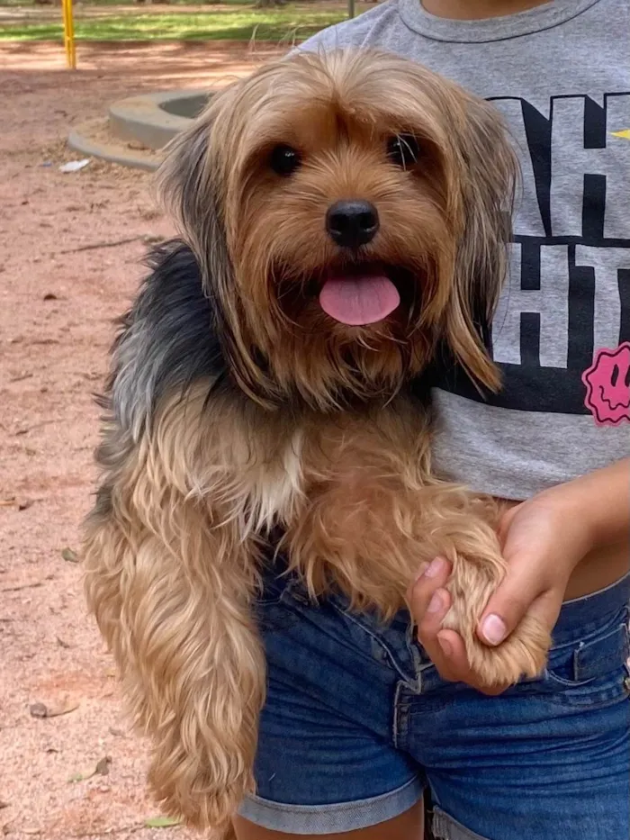 Cachorro ra a Yorkshire idade 4 anos nome Nina 