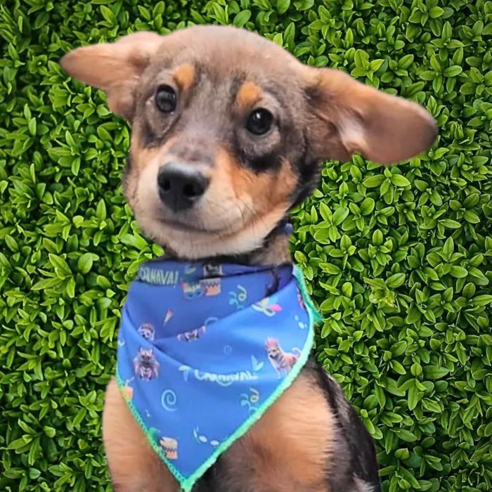 Cachorro ra a SRD-ViraLata idade 2 a 6 meses nome Palitinho 