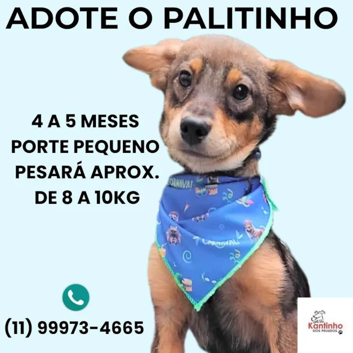 Cachorro ra a SRD-ViraLata idade 2 a 6 meses nome Palitinho 