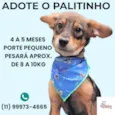 Palitinho