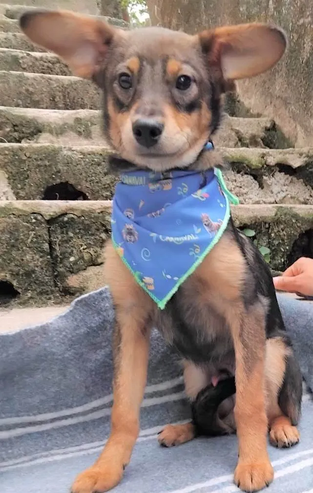 Cachorro ra a SRD-ViraLata idade 2 a 6 meses nome Palitinho 