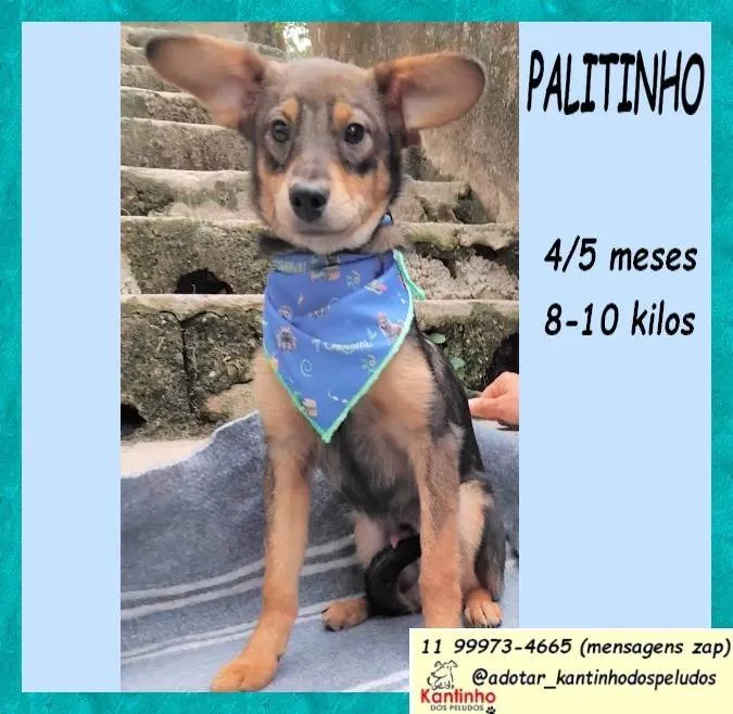 Cachorro ra a SRD-ViraLata idade 2 a 6 meses nome Palitinho 