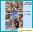 Palitinho