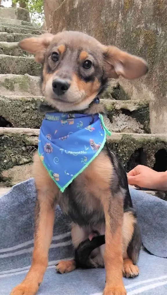 Cachorro ra a SRD-ViraLata idade 2 a 6 meses nome Palitinho 