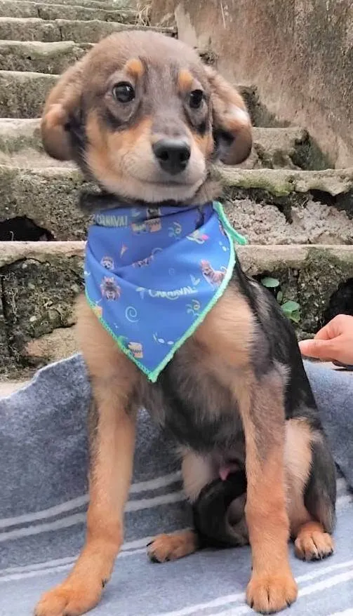 Cachorro ra a SRD-ViraLata idade 2 a 6 meses nome Palitinho 