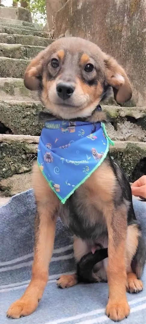Cachorro ra a SRD-ViraLata idade 2 a 6 meses nome Palitinho 