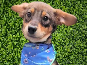 Cachorro raça SRD-ViraLata idade 2 a 6 meses nome Palitinho 