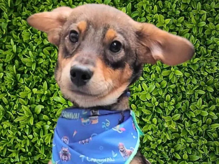 Cachorro ra a SRD-ViraLata idade 2 a 6 meses nome Palitinho 