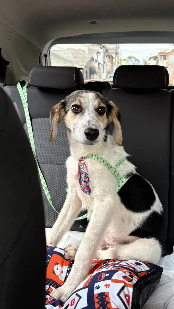 Cachorro ra a SRD-ViraLata idade 1 ano nome Matutu