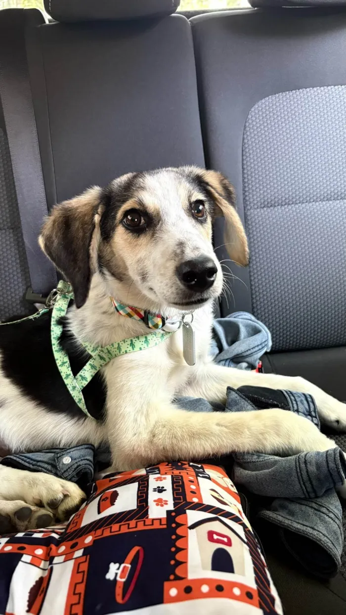 Cachorro ra a SRD-ViraLata idade 1 ano nome Matutu