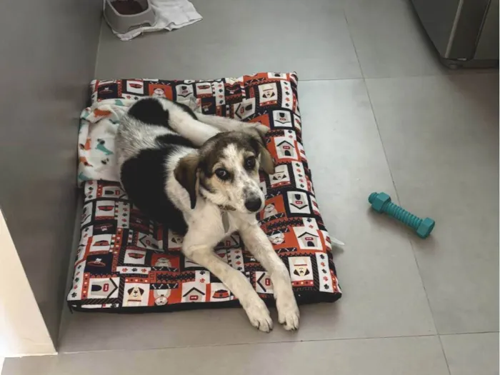 Cachorro ra a SRD-ViraLata idade 1 ano nome Matutu
