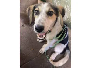 Cachorro raça SRD-ViraLata idade 1 ano nome Matutu