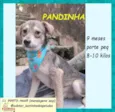 Pandinha