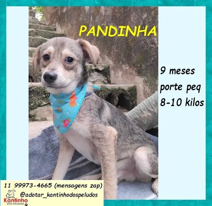 Cachorro ra a SRD-ViraLata idade 2 a 6 meses nome Pandinha