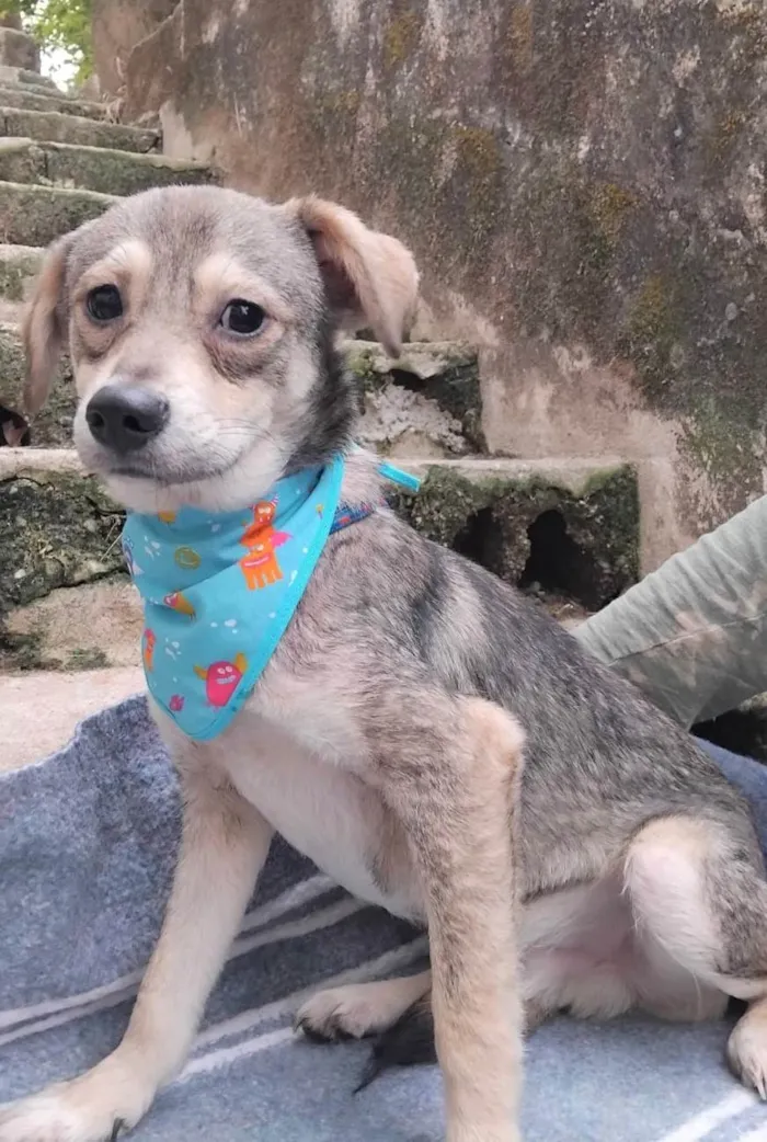 Cachorro ra a SRD-ViraLata idade 2 a 6 meses nome Pandinha