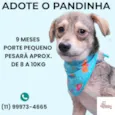 Pandinha