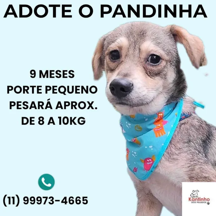 Cachorro ra a SRD-ViraLata idade 2 a 6 meses nome Pandinha
