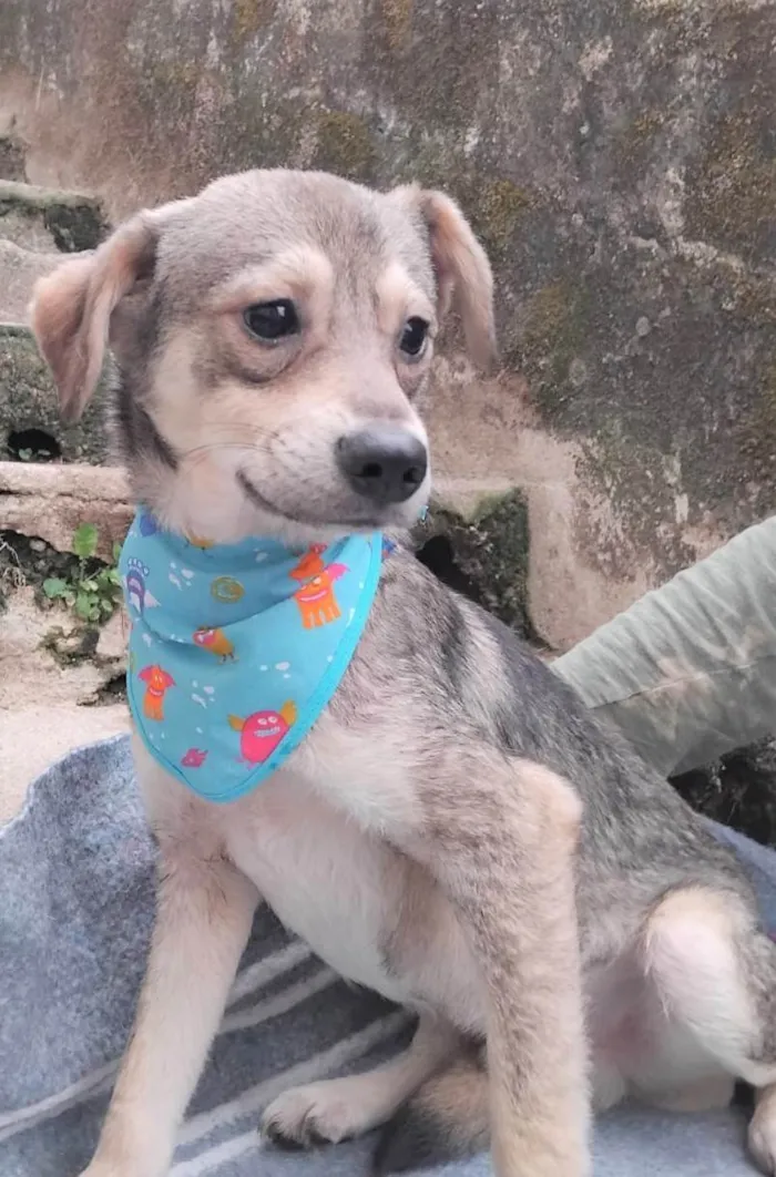 Cachorro ra a SRD-ViraLata idade 2 a 6 meses nome Pandinha