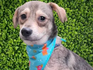 Cachorro raça SRD-ViraLata idade 2 a 6 meses nome Pandinha