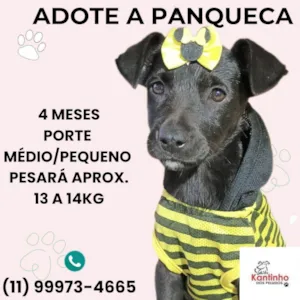 Cachorro raça SRD-ViraLata idade 2 a 6 meses nome Panqueca