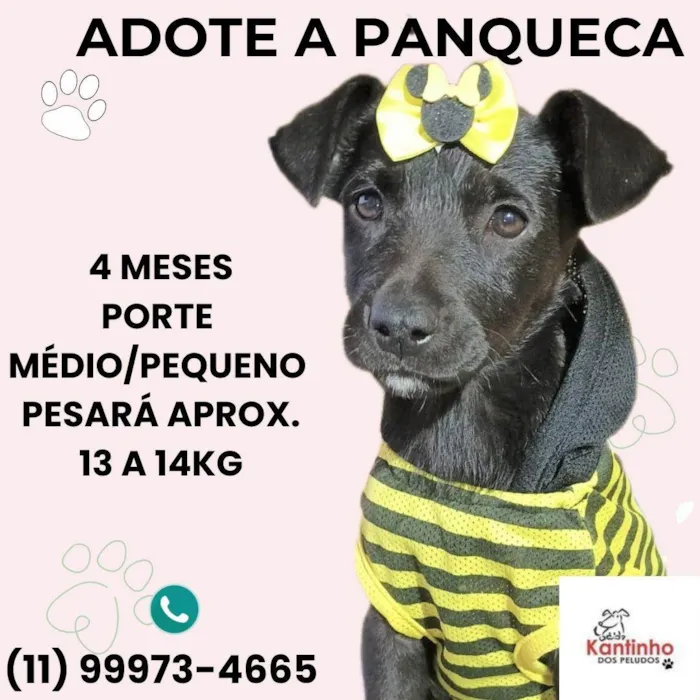 Cachorro ra a SRD-ViraLata idade 2 a 6 meses nome Panqueca