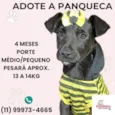 Panqueca