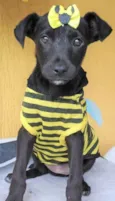 Panqueca