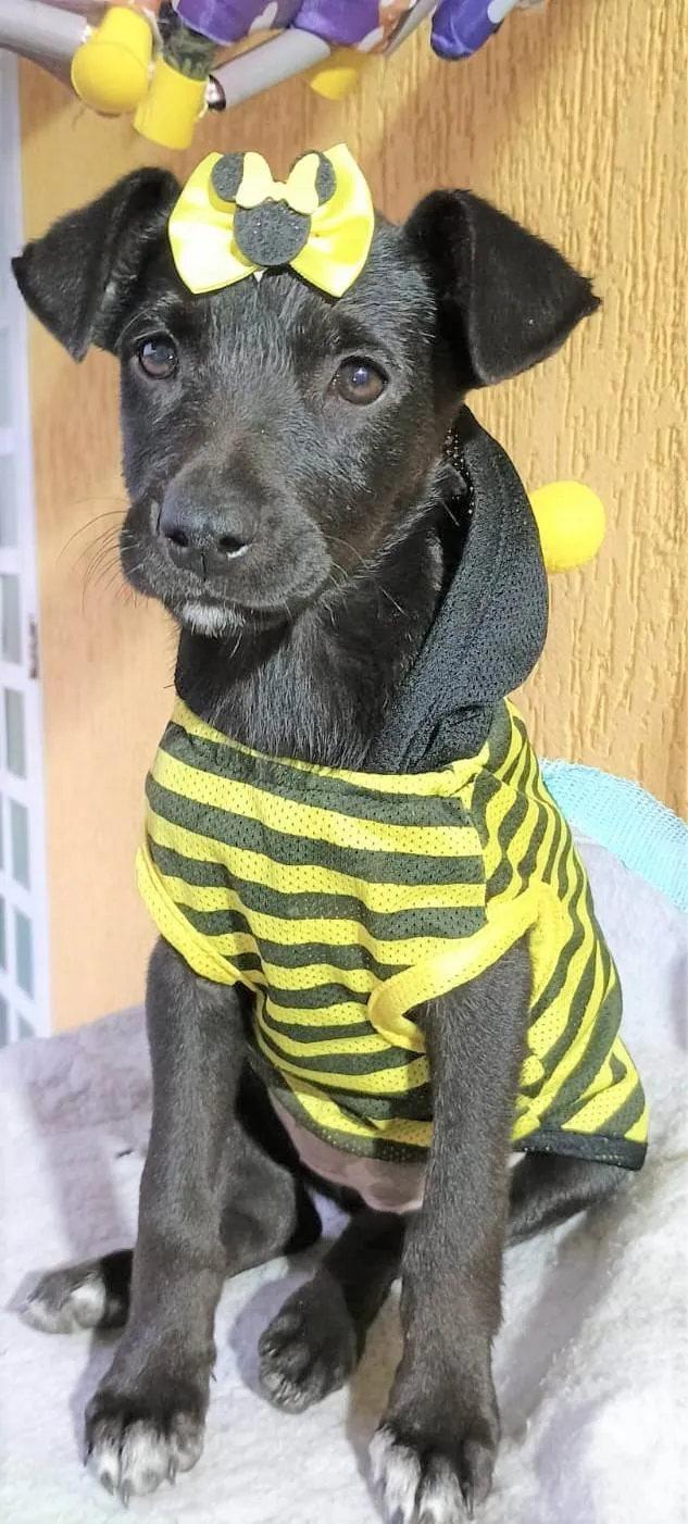 Cachorro ra a SRD-ViraLata idade 2 a 6 meses nome Panqueca
