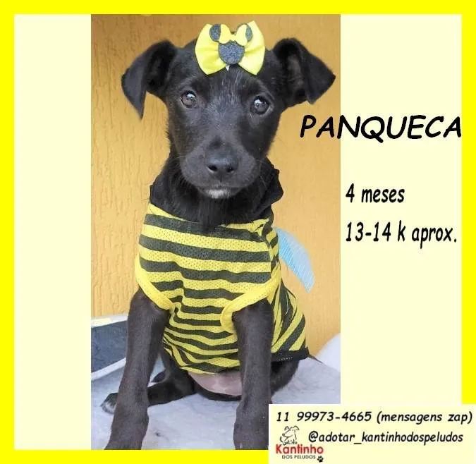 Cachorro ra a SRD-ViraLata idade 2 a 6 meses nome Panqueca