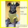 Panqueca