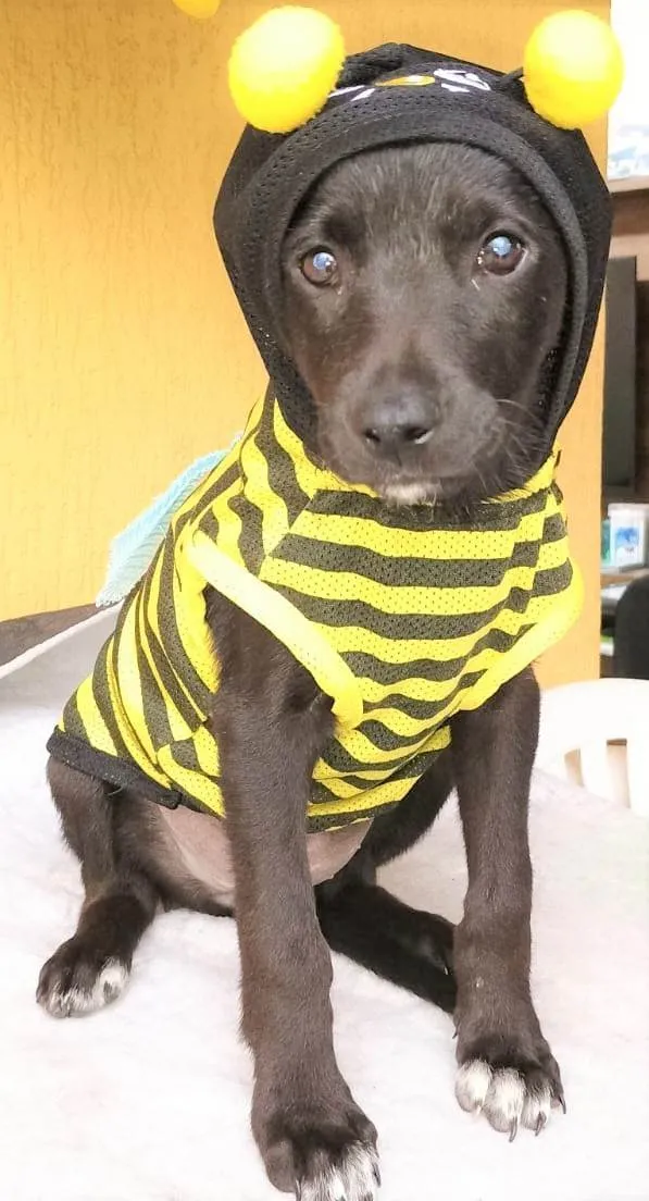 Cachorro ra a SRD-ViraLata idade 2 a 6 meses nome Panqueca