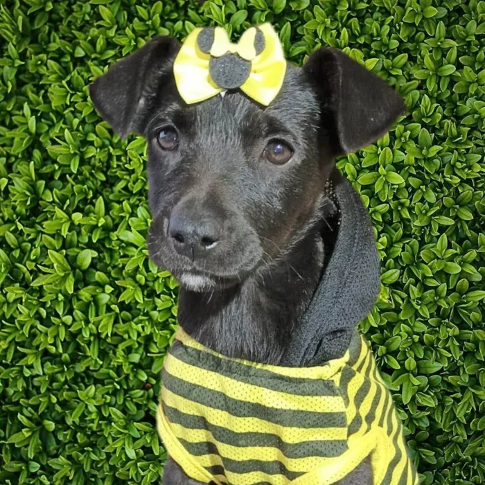 Cachorro ra a SRD-ViraLata idade 2 a 6 meses nome Panqueca
