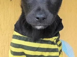 Cachorro raça SRD-ViraLata idade 2 a 6 meses nome Panqueca