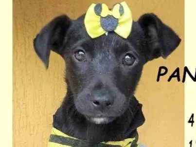 Cachorro ra a SRD-ViraLata idade 2 a 6 meses nome Panqueca