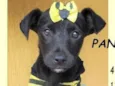Panqueca