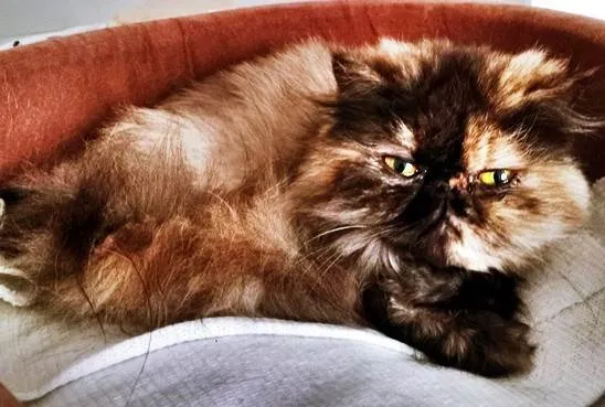 Gato ra a SRD-ViraLata idade 3 anos nome ESCAMINHA PERSA