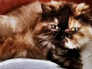 Gato raça SRD-ViraLata idade 3 anos nome ESCAMINHA PERSA
