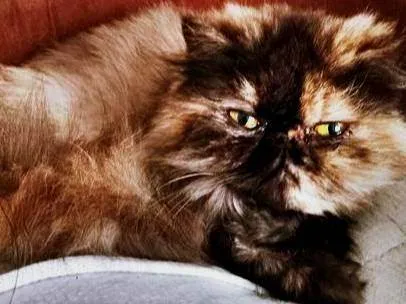 Gato ra a SRD-ViraLata idade 3 anos nome ESCAMINHA PERSA