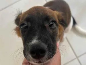 Cachorro raça SRD-ViraLata idade 2 a 6 meses nome Aurora 