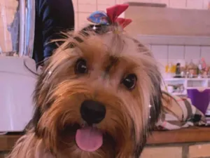 Cachorro raça Yorkshire idade 4 anos nome Nina 