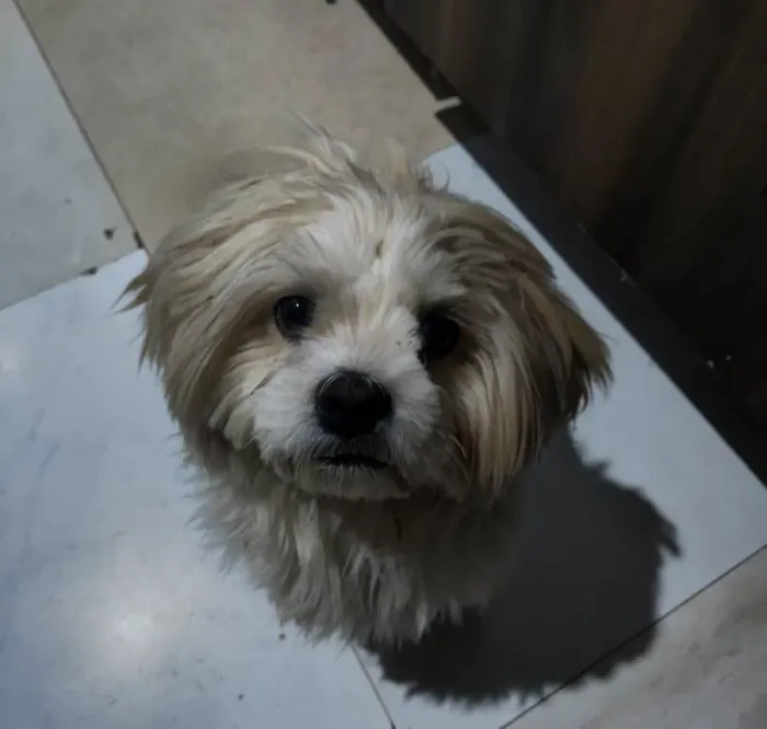 Cachorro ra a Shitzu idade 3 anos nome Dom