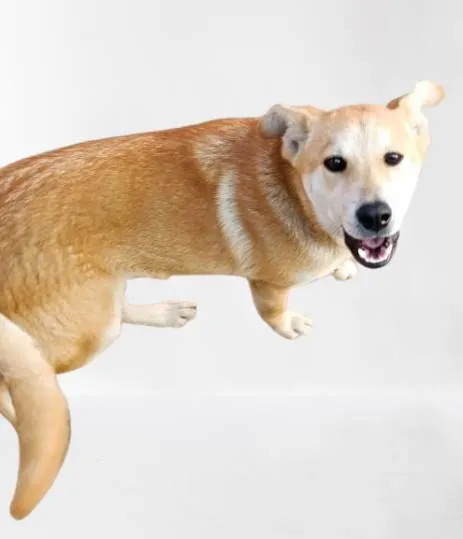 Cachorro ra a SRD-ViraLata idade 1 ano nome Nino