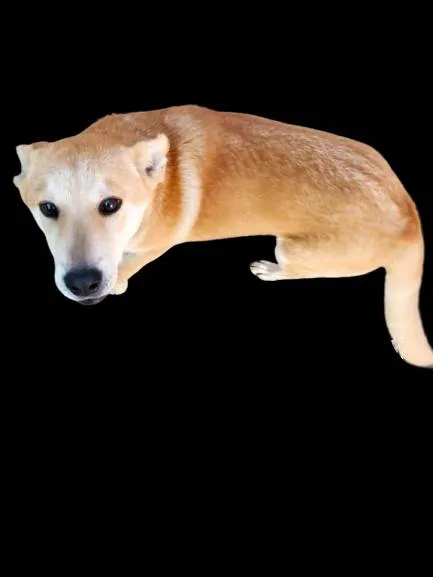 Cachorro ra a SRD-ViraLata idade 1 ano nome Nino