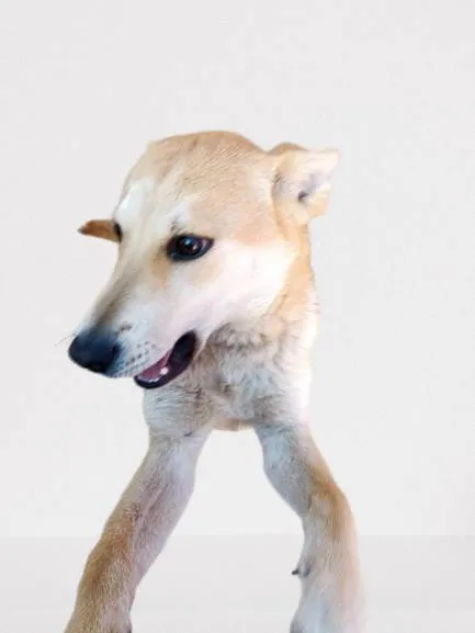 Cachorro ra a SRD-ViraLata idade 1 ano nome Nino
