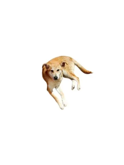 Cachorro ra a SRD-ViraLata idade 1 ano nome Nino