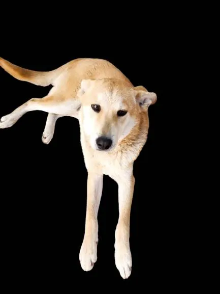 Cachorro ra a SRD-ViraLata idade 1 ano nome Nino